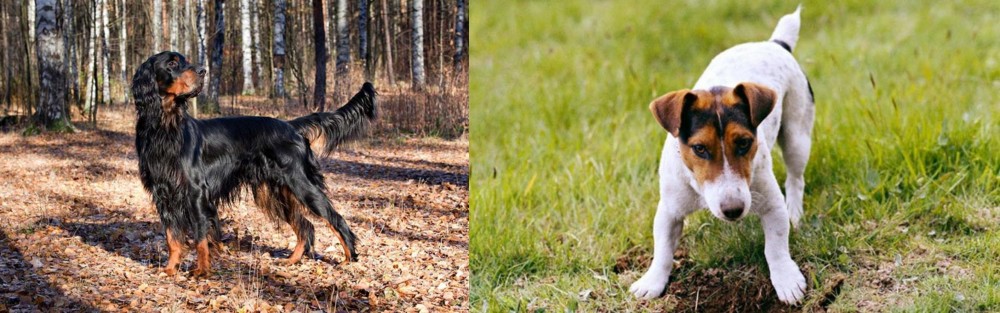 Russell Terrier vs Gordon Setter - Breed Comparison
