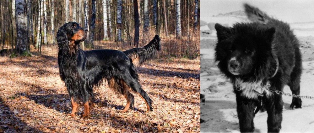 Sakhalin Husky vs Gordon Setter - Breed Comparison