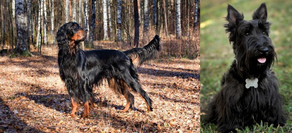 Scoland Terrier vs Gordon Setter - Breed Comparison