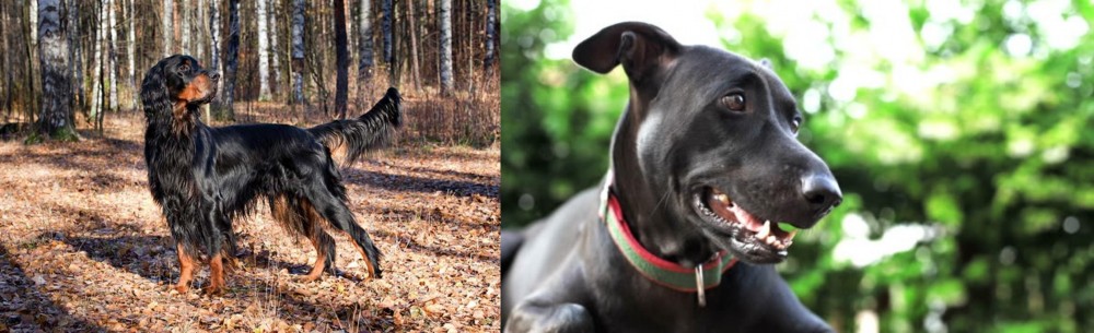 Shepard Labrador vs Gordon Setter - Breed Comparison