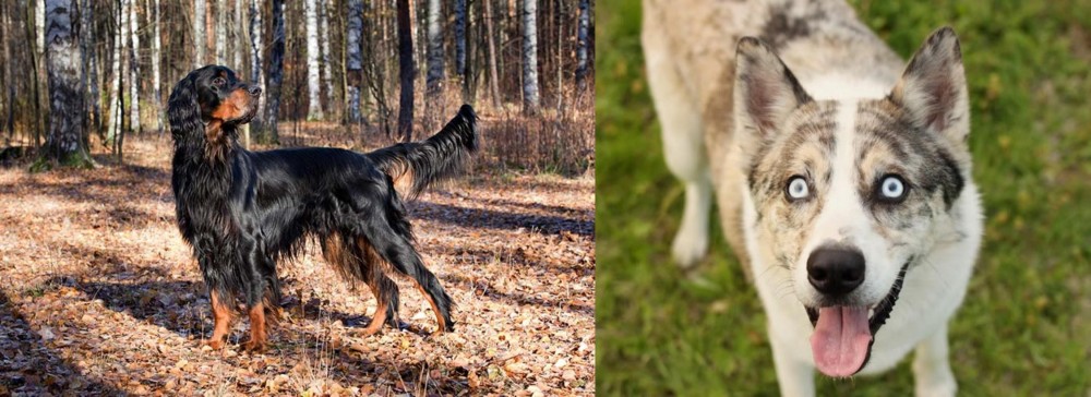 Shepherd Husky vs Gordon Setter - Breed Comparison