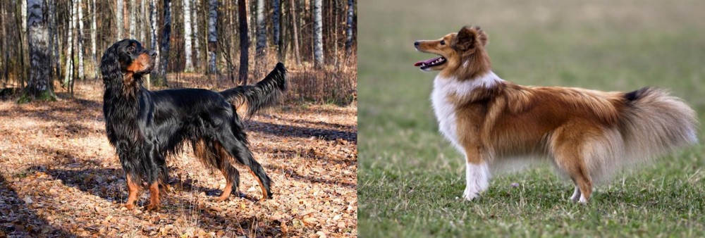 Shetland Sheepdog vs Gordon Setter - Breed Comparison