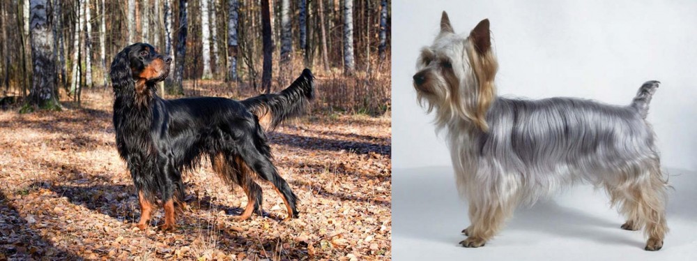 Silky Terrier vs Gordon Setter - Breed Comparison