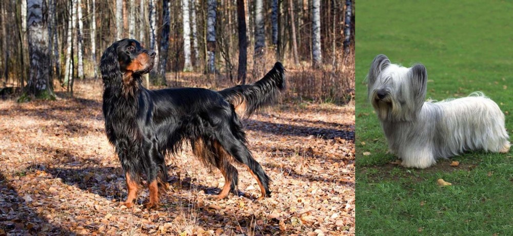 Skye Terrier vs Gordon Setter - Breed Comparison