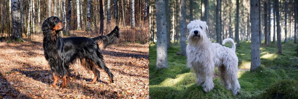 Soft-Coated Wheaten Terrier vs Gordon Setter - Breed Comparison