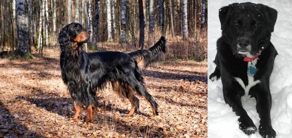 St. John's Water Dog vs Gordon Setter - Breed Comparison