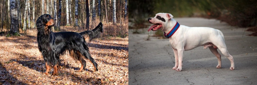 Staffordshire Bull Terrier vs Gordon Setter - Breed Comparison