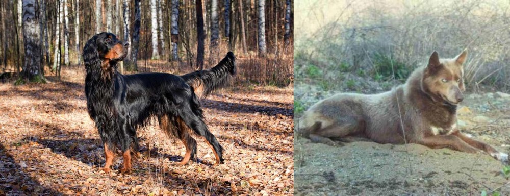 Tahltan Bear Dog vs Gordon Setter - Breed Comparison