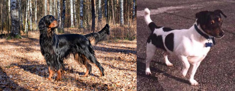 Teddy Roosevelt Terrier vs Gordon Setter - Breed Comparison