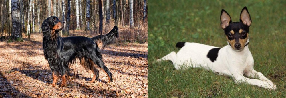 Toy Fox Terrier vs Gordon Setter - Breed Comparison