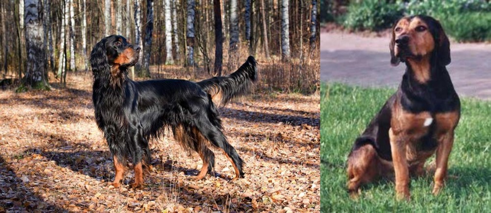 Tyrolean Hound vs Gordon Setter - Breed Comparison