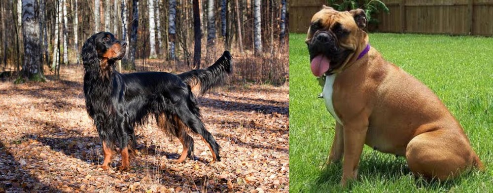 Valley Bulldog vs Gordon Setter - Breed Comparison