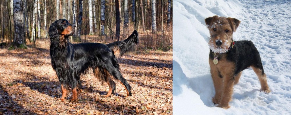 Welsh Terrier vs Gordon Setter - Breed Comparison