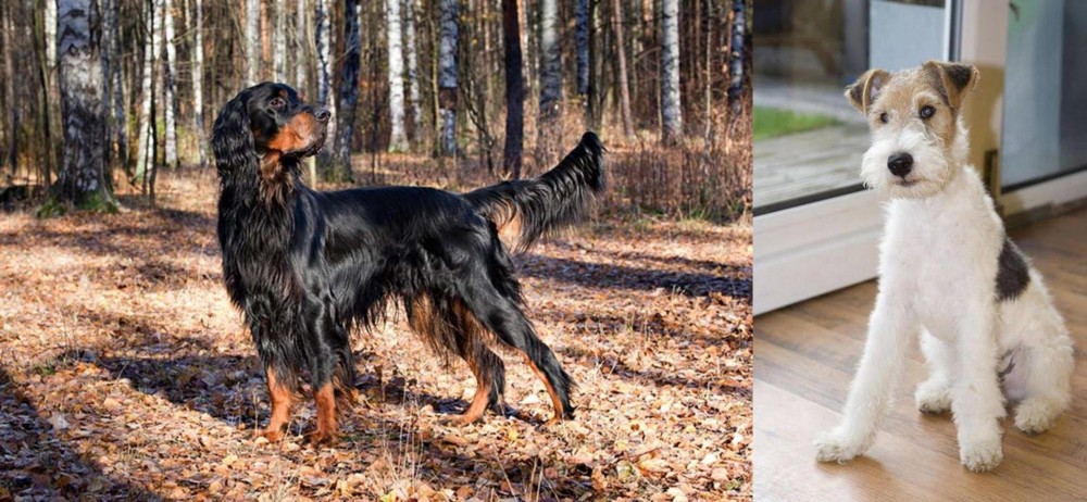 Wire Fox Terrier vs Gordon Setter - Breed Comparison