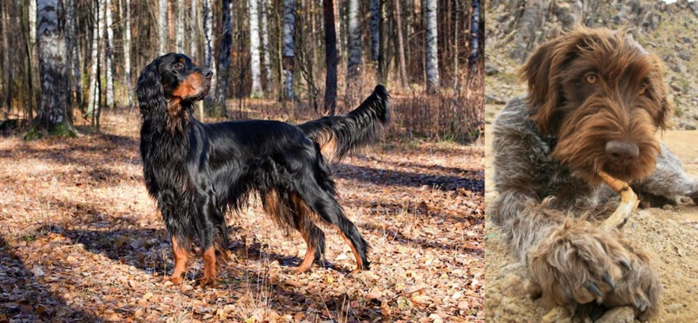 Wirehaired Pointing Griffon vs Gordon Setter - Breed Comparison