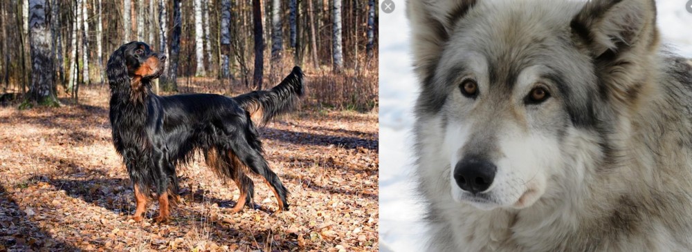 Wolfdog vs Gordon Setter - Breed Comparison