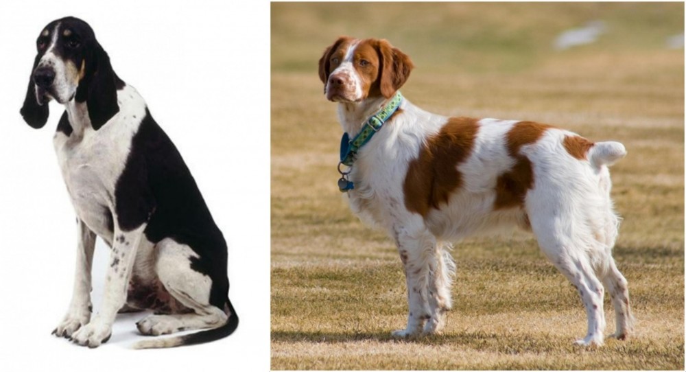 French Brittany vs Grand Anglo-Francais Blanc et Noir - Breed Comparison
