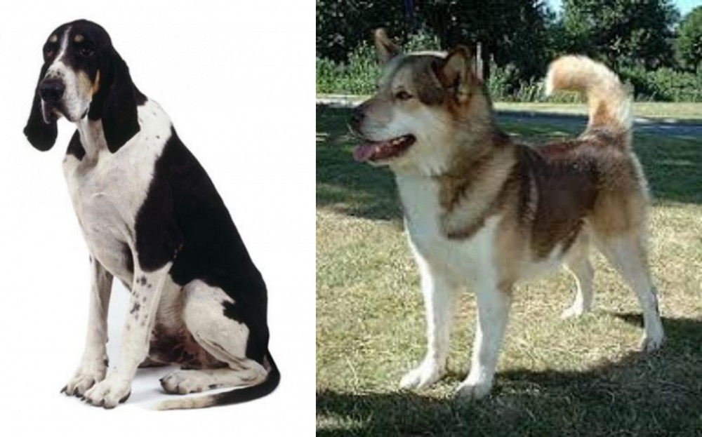 Greenland Dog vs Grand Anglo-Francais Blanc et Noir - Breed Comparison