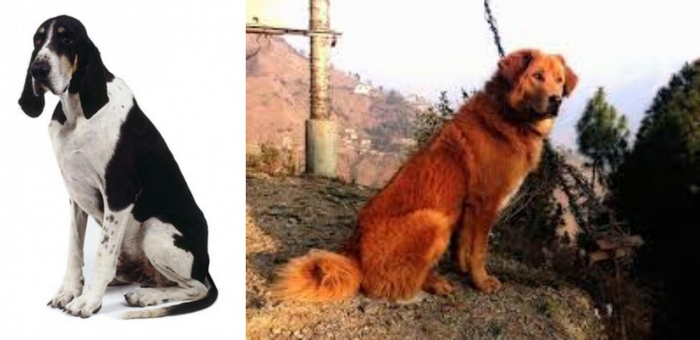 Himalayan Sheepdog vs Grand Anglo-Francais Blanc et Noir - Breed Comparison