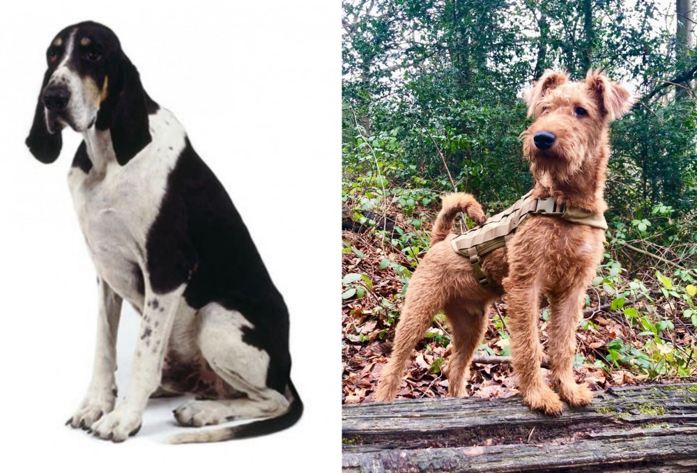 Irish Terrier vs Grand Anglo-Francais Blanc et Noir - Breed Comparison