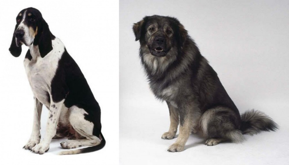 Istrian Sheepdog vs Grand Anglo-Francais Blanc et Noir - Breed Comparison