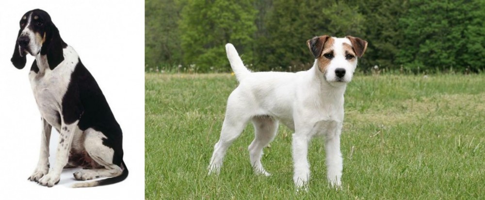 Jack Russell Terrier vs Grand Anglo-Francais Blanc et Noir - Breed Comparison