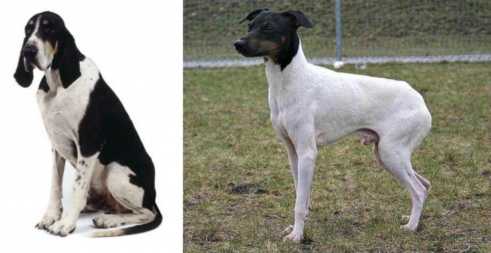 Japanese Terrier vs Grand Anglo-Francais Blanc et Noir - Breed Comparison