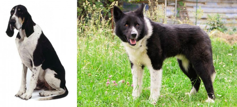 Karelian Bear Dog vs Grand Anglo-Francais Blanc et Noir - Breed Comparison