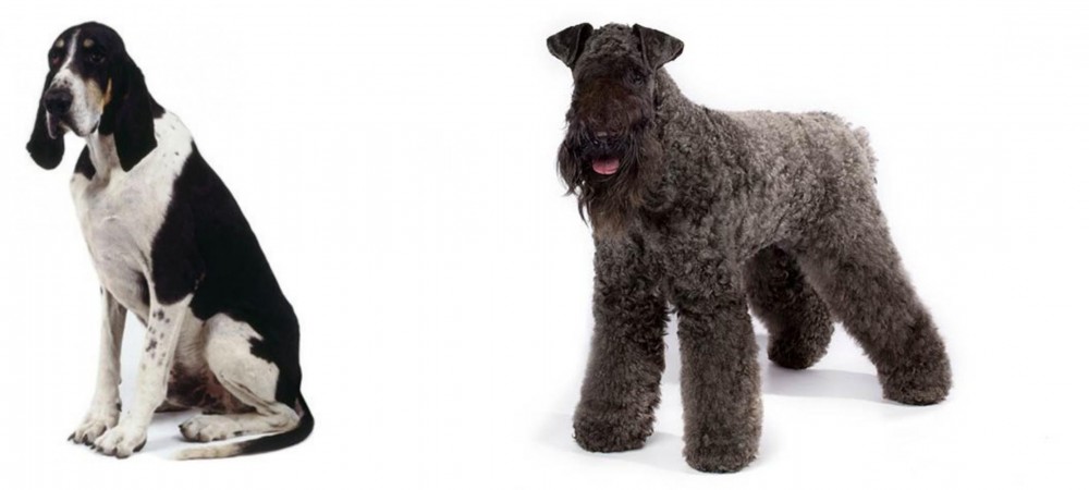 Kerry Blue Terrier vs Grand Anglo-Francais Blanc et Noir - Breed Comparison