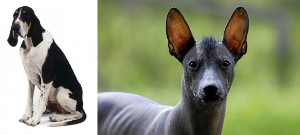 Mexican Hairless vs Grand Anglo-Francais Blanc et Noir - Breed Comparison