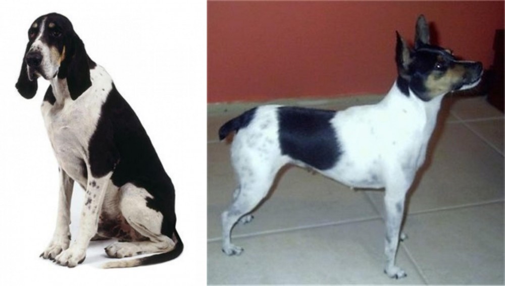 Miniature Fox Terrier vs Grand Anglo-Francais Blanc et Noir - Breed Comparison