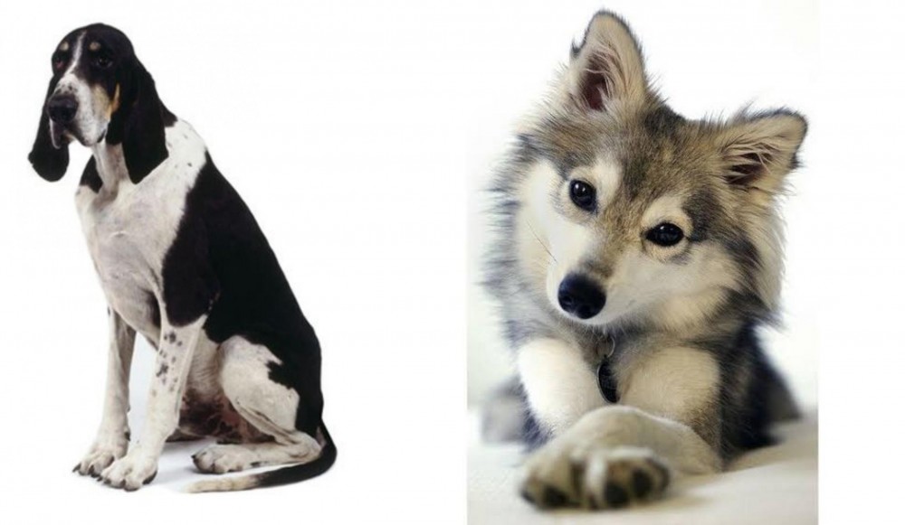 Miniature Siberian Husky vs Grand Anglo-Francais Blanc et Noir - Breed Comparison