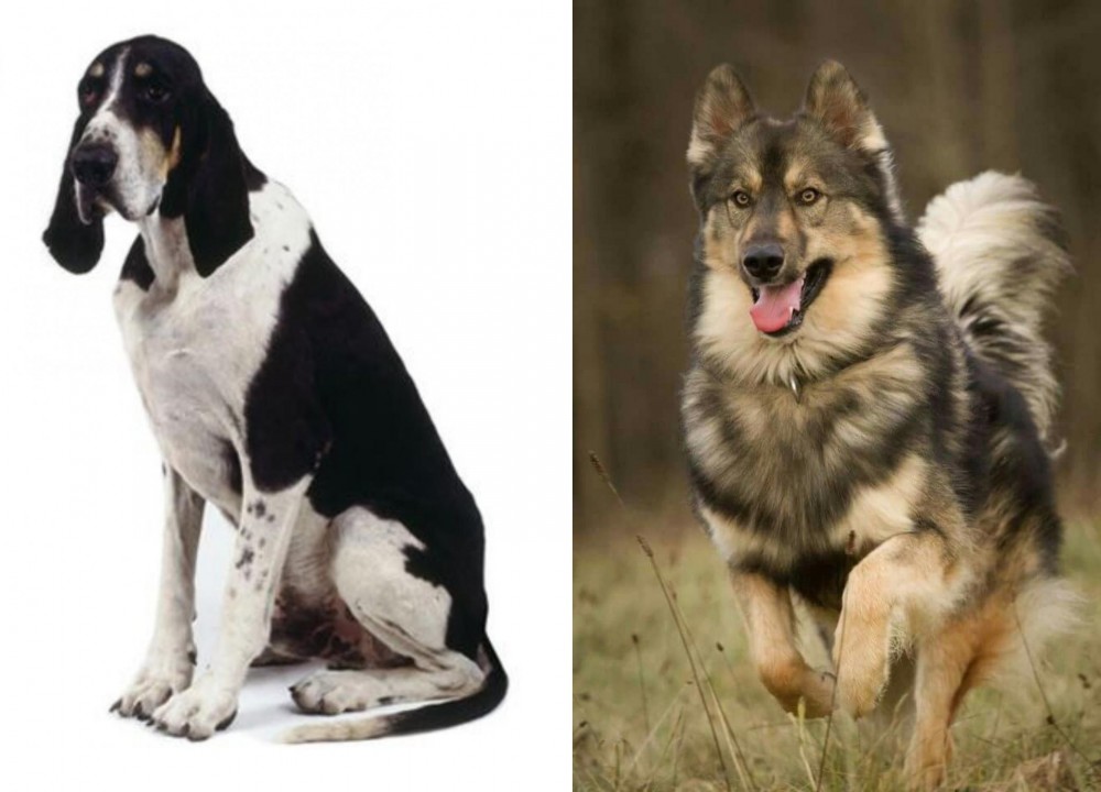 Native American Indian Dog vs Grand Anglo-Francais Blanc et Noir - Breed Comparison