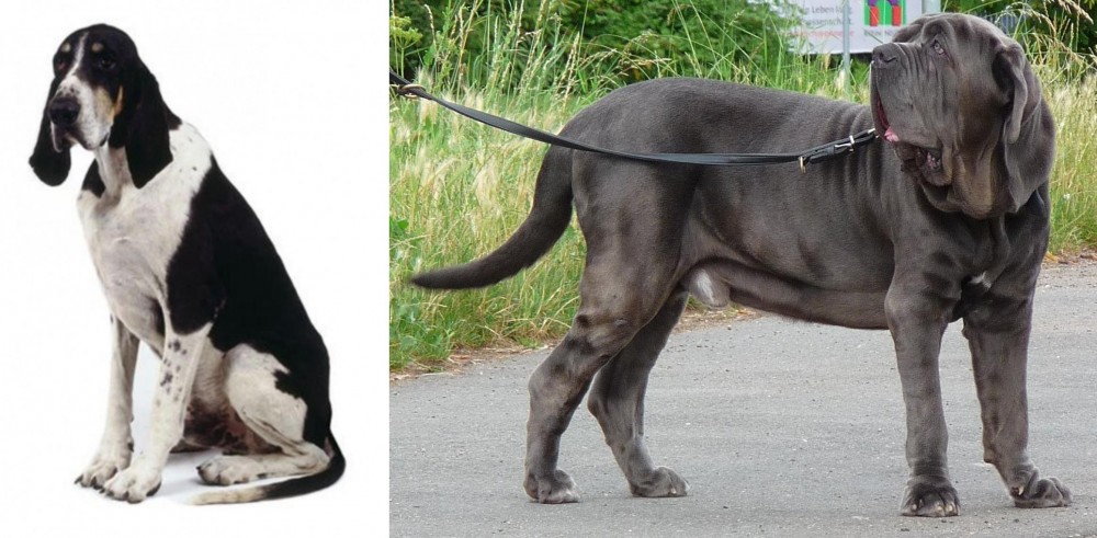 Neapolitan Mastiff vs Grand Anglo-Francais Blanc et Noir - Breed Comparison