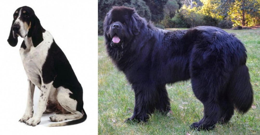 Newfoundland Dog vs Grand Anglo-Francais Blanc et Noir - Breed Comparison