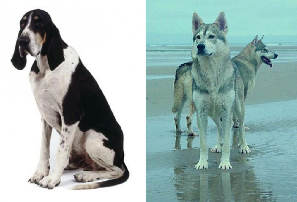Northern Inuit Dog vs Grand Anglo-Francais Blanc et Noir - Breed Comparison