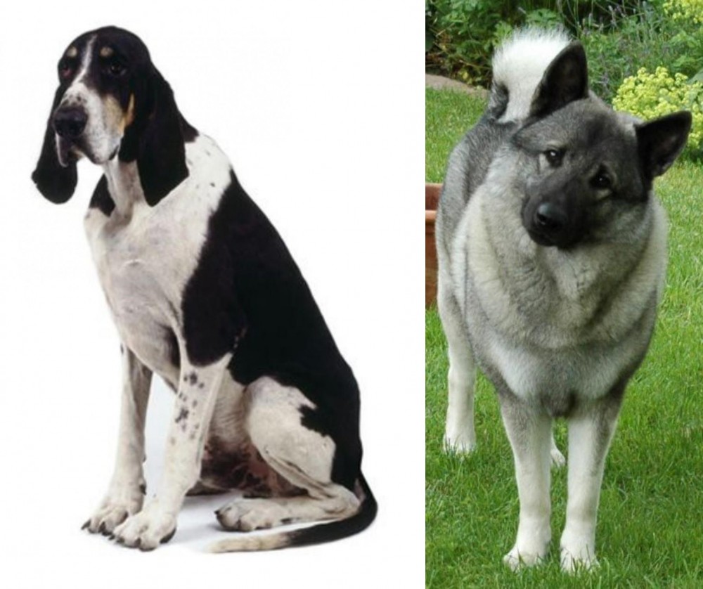 Norwegian Elkhound vs Grand Anglo-Francais Blanc et Noir - Breed Comparison