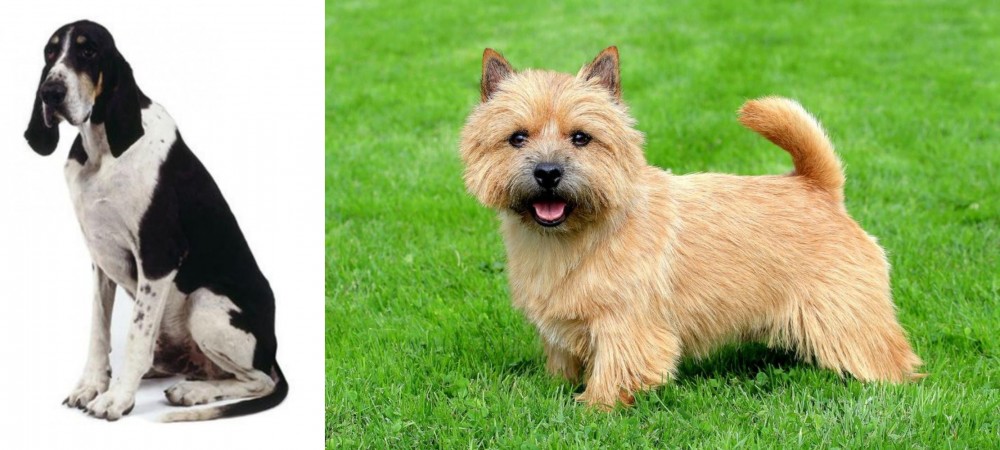 Norwich Terrier vs Grand Anglo-Francais Blanc et Noir - Breed Comparison