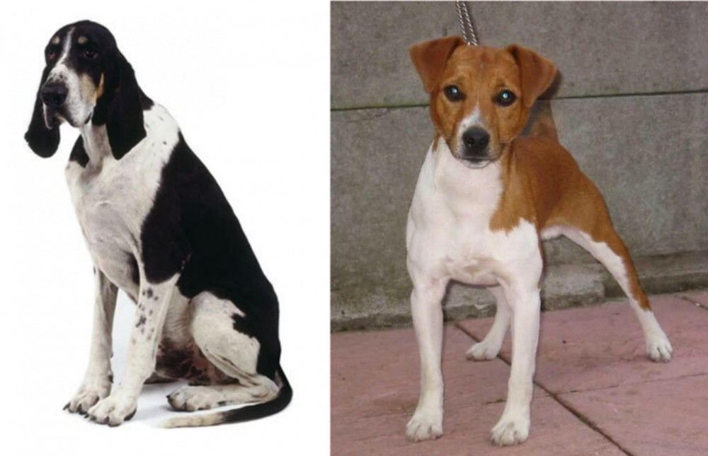 Plummer Terrier vs Grand Anglo-Francais Blanc et Noir - Breed Comparison