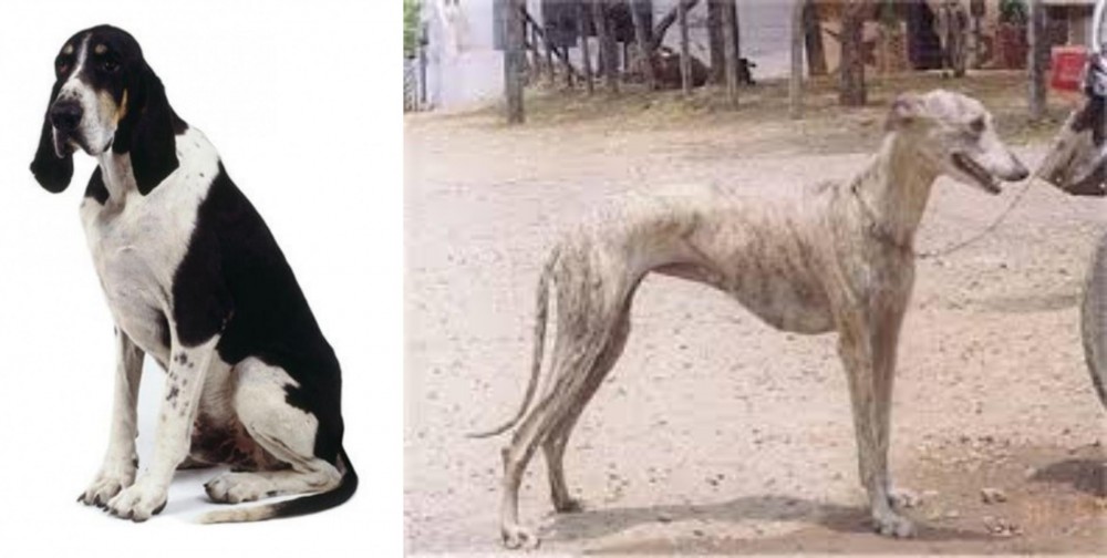 Rampur Greyhound vs Grand Anglo-Francais Blanc et Noir - Breed Comparison