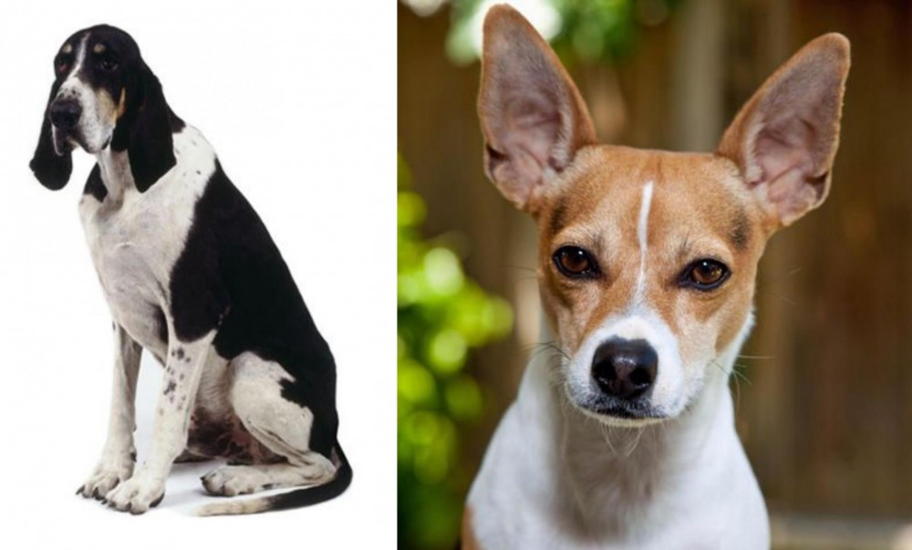 Rat Terrier vs Grand Anglo-Francais Blanc et Noir - Breed Comparison