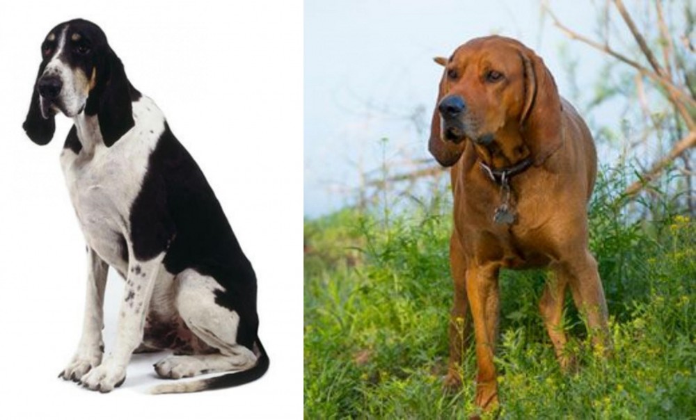 Redbone Coonhound vs Grand Anglo-Francais Blanc et Noir - Breed Comparison