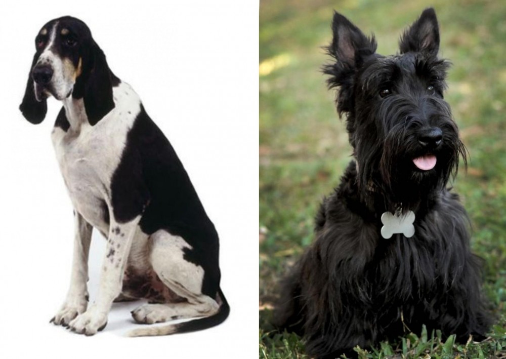 Scoland Terrier vs Grand Anglo-Francais Blanc et Noir - Breed Comparison