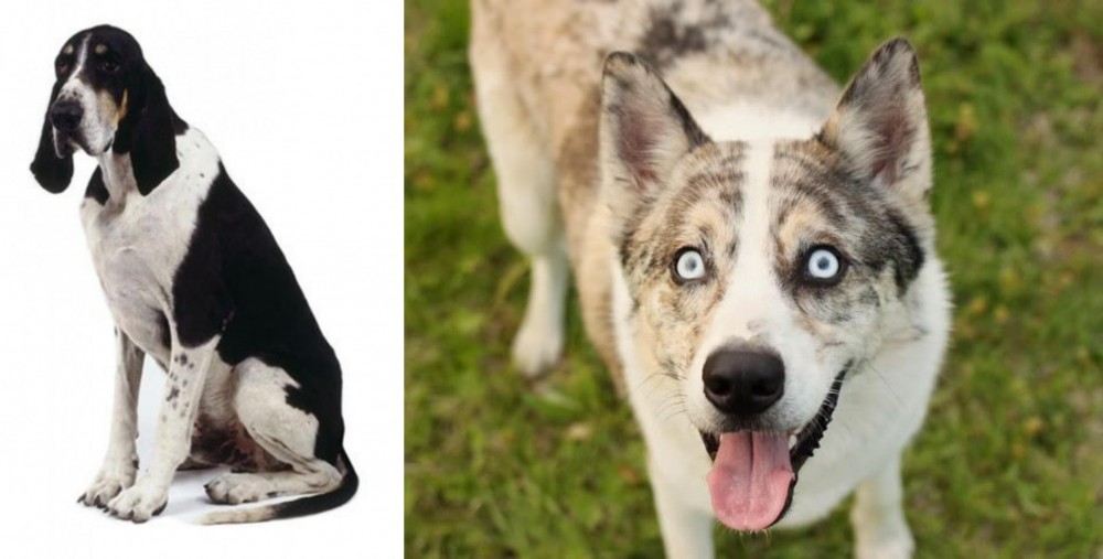 Shepherd Husky vs Grand Anglo-Francais Blanc et Noir - Breed Comparison