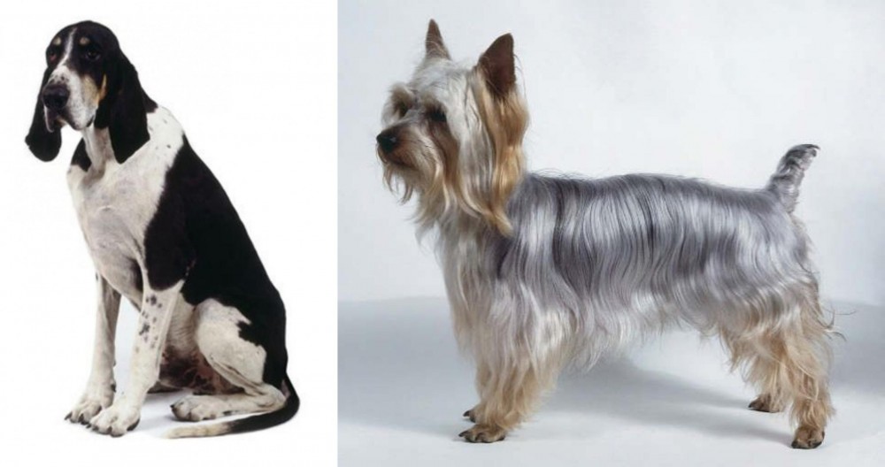Silky Terrier vs Grand Anglo-Francais Blanc et Noir - Breed Comparison