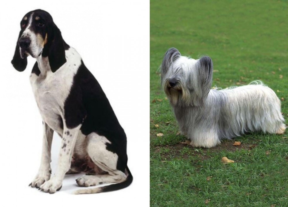 Skye Terrier vs Grand Anglo-Francais Blanc et Noir - Breed Comparison