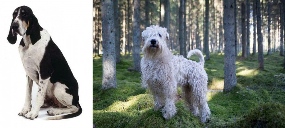 Soft-Coated Wheaten Terrier vs Grand Anglo-Francais Blanc et Noir - Breed Comparison