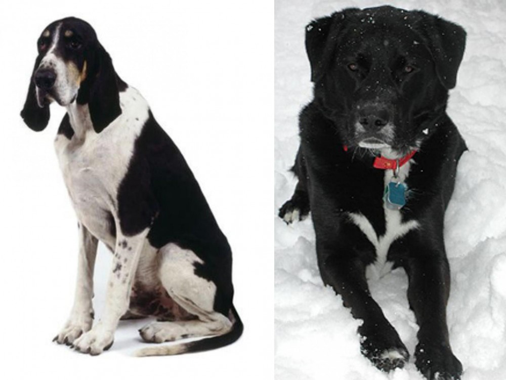 St. John's Water Dog vs Grand Anglo-Francais Blanc et Noir - Breed Comparison