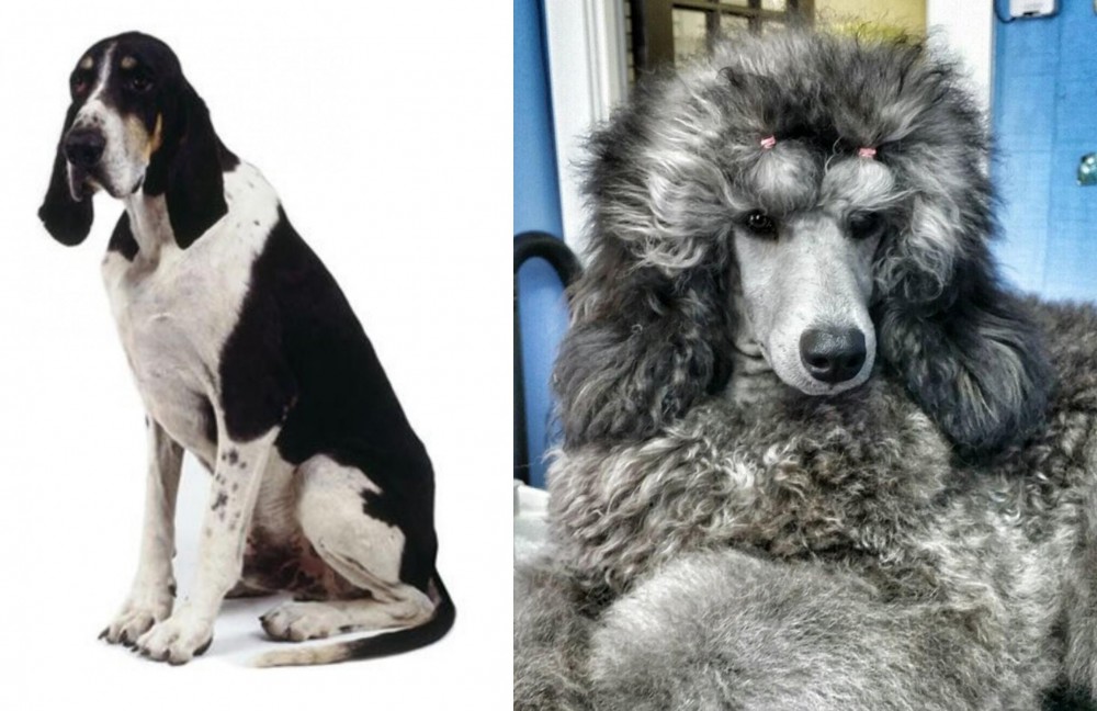 Standard Poodle vs Grand Anglo-Francais Blanc et Noir - Breed Comparison