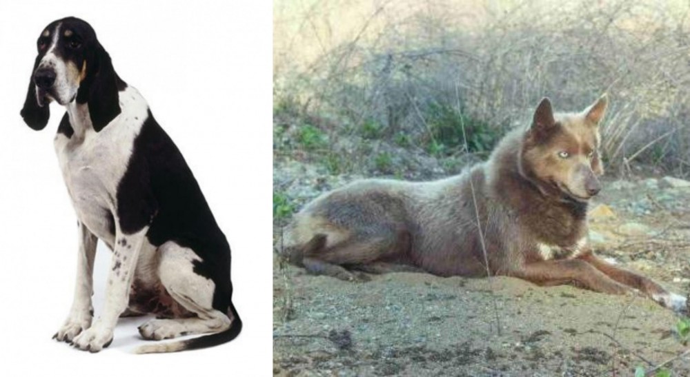 Tahltan Bear Dog vs Grand Anglo-Francais Blanc et Noir - Breed Comparison